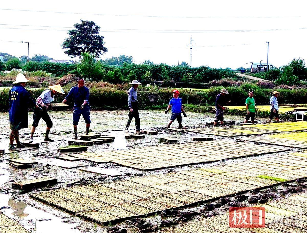 孝昌王店高岗村农业生产“托管”铺就乡村振兴发展路